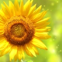 Giant Sunflower wallpaper 128x128