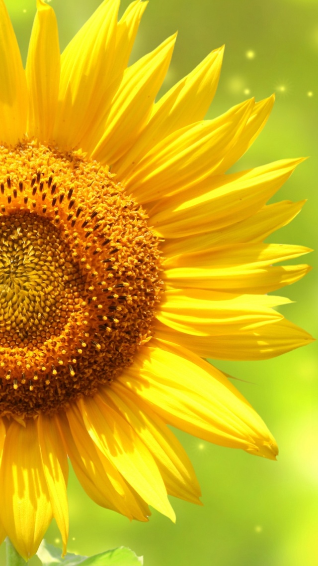 Fondo de pantalla Giant Sunflower 640x1136