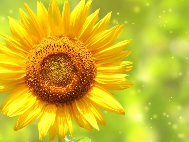 Das Giant Sunflower Wallpaper 640x480