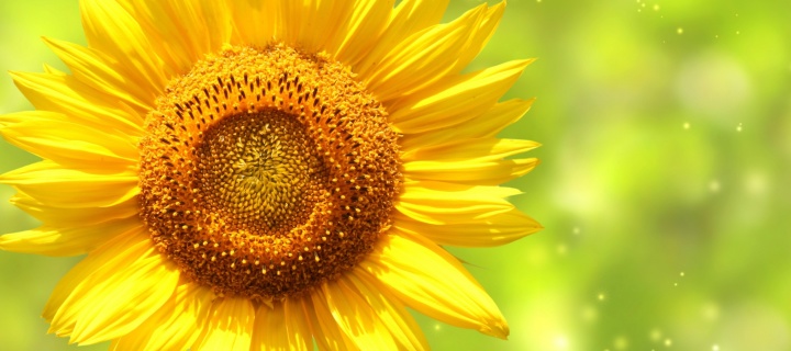 Giant Sunflower screenshot #1 720x320