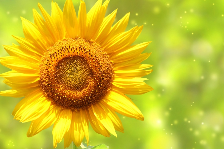 Screenshot №1 pro téma Giant Sunflower