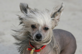 Funny Grey Dog - Obrázkek zdarma pro Motorola DROID 3