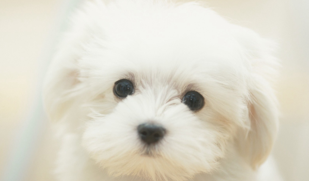 Screenshot №1 pro téma Cute Maltese 1024x600