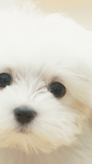 Cute Maltese screenshot #1 360x640