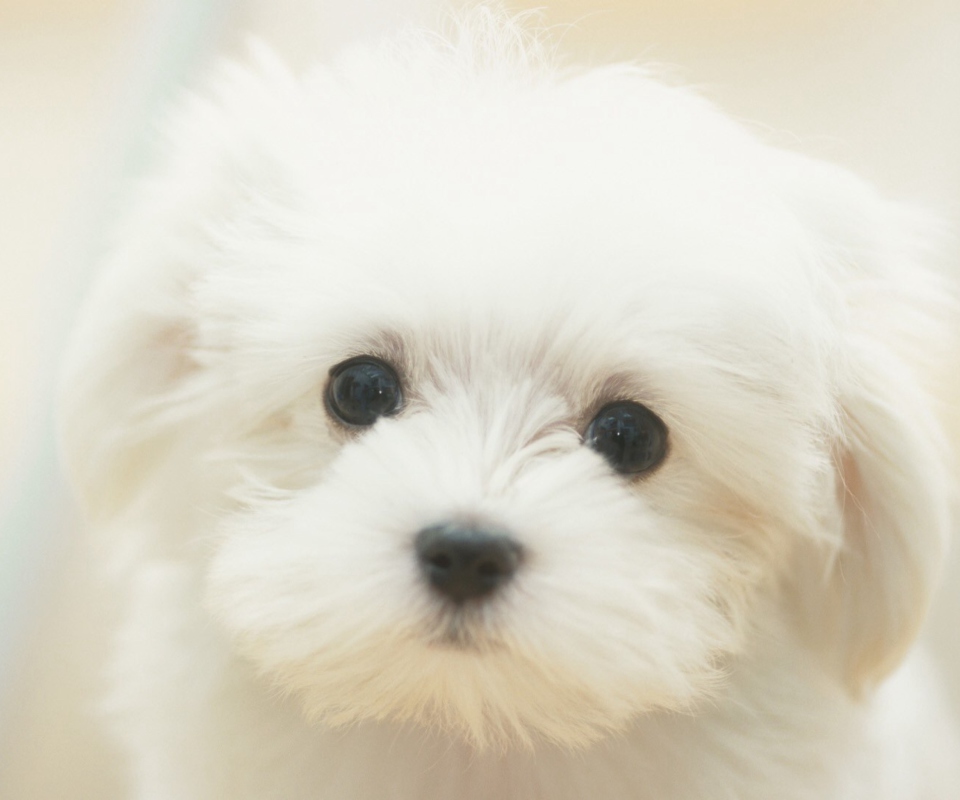 Screenshot №1 pro téma Cute Maltese 960x800