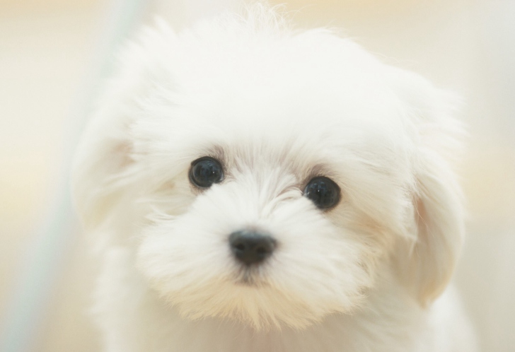 Screenshot №1 pro téma Cute Maltese