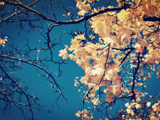 Fall Leaves wallpaper 640x480