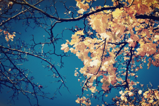 Fall Leaves Background for Android, iPhone and iPad