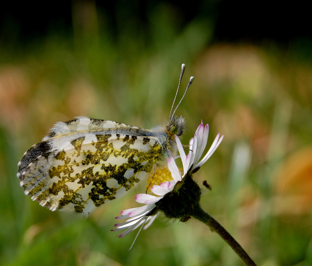 Sfondi Macro Photo Butterfly 1200x1024