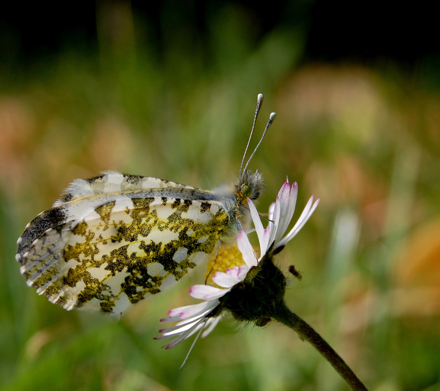 Screenshot №1 pro téma Macro Photo Butterfly 1440x1280