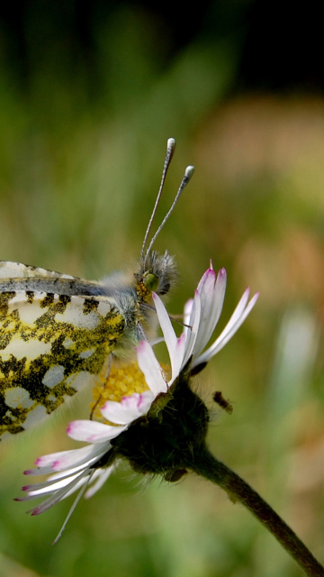 Обои Macro Photo Butterfly 360x640