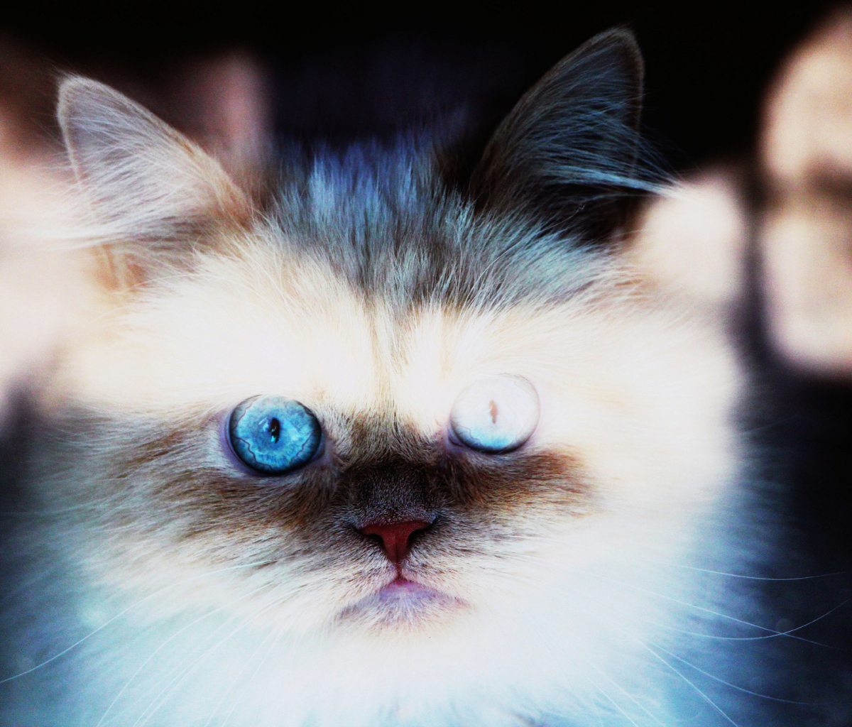 Hypnotizing Cat Eyes screenshot #1 1200x1024
