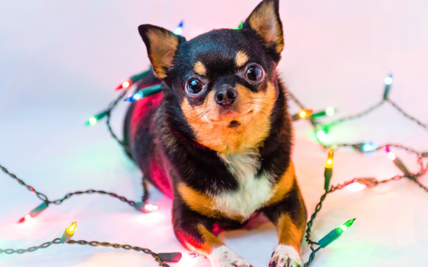 Fondo de pantalla Chihuahua Dog 1440x900