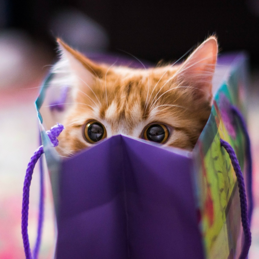 Обои Funny Kitten In Bag 1024x1024
