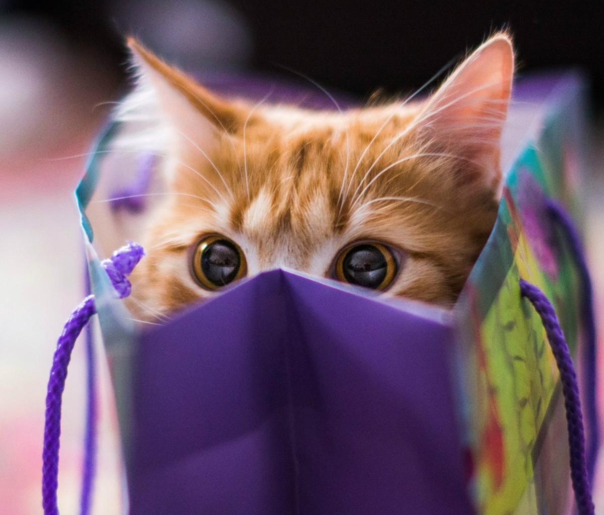 Sfondi Funny Kitten In Bag 1200x1024