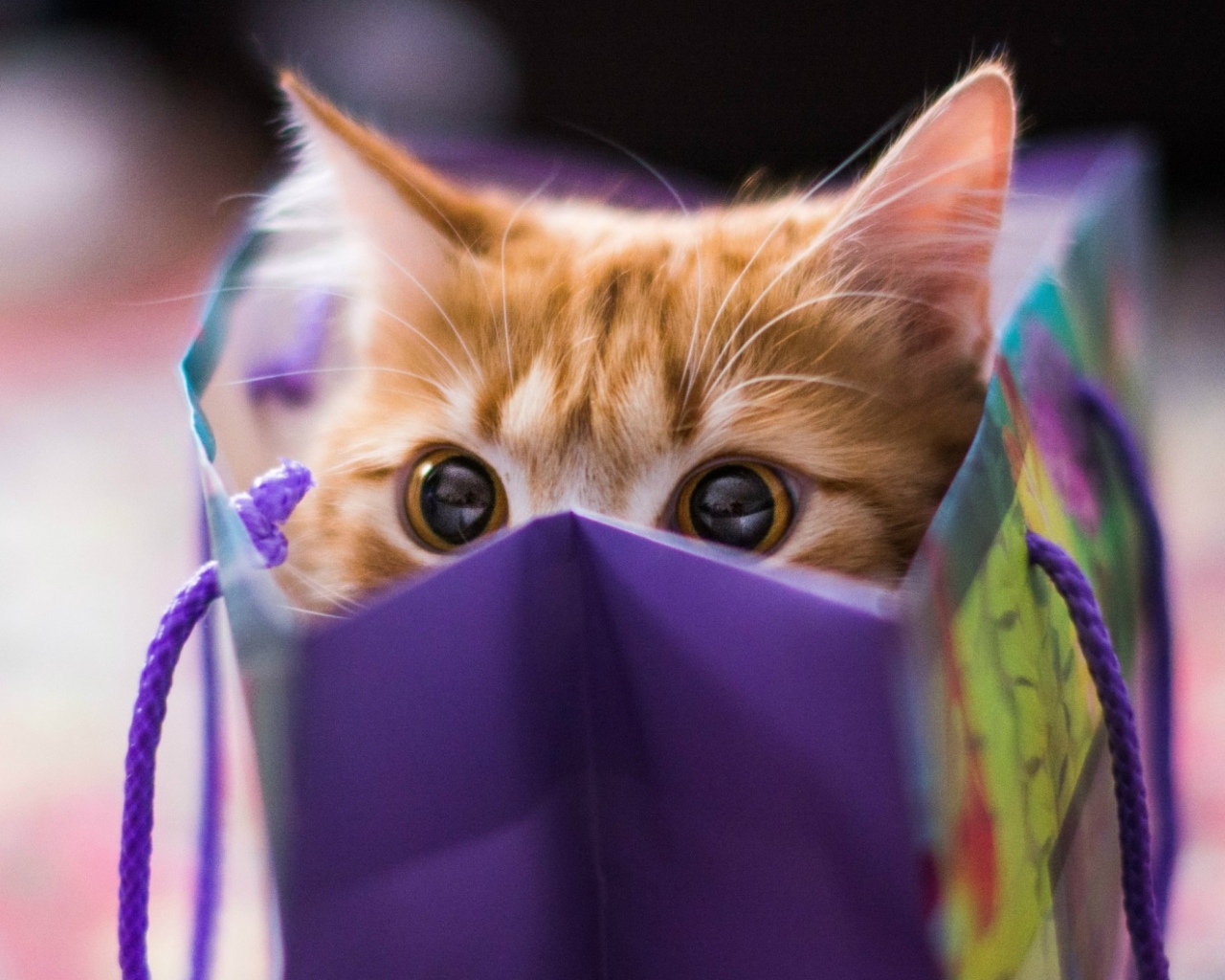 Обои Funny Kitten In Bag 1280x1024