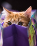 Screenshot №1 pro téma Funny Kitten In Bag 128x160