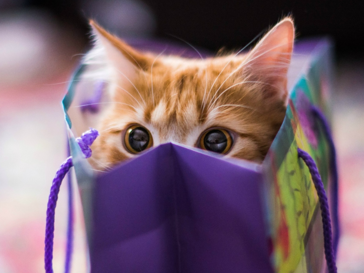 Обои Funny Kitten In Bag 1400x1050