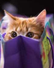 Обои Funny Kitten In Bag 176x220