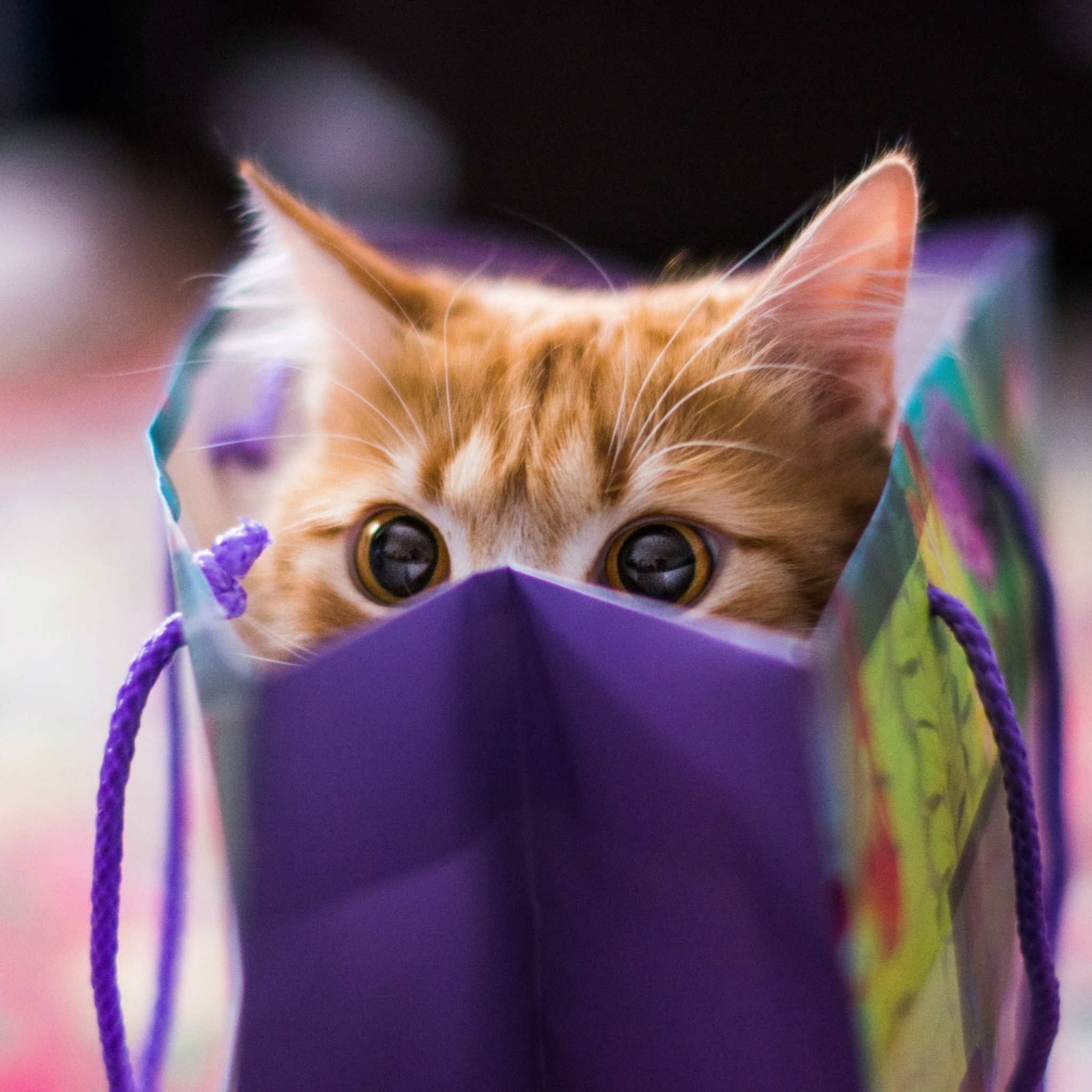 Обои Funny Kitten In Bag 2048x2048