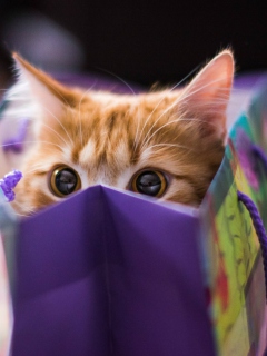 Funny Kitten In Bag wallpaper 240x320