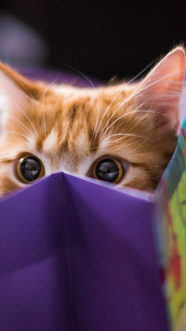 Funny Kitten In Bag wallpaper 640x1136
