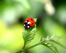 Screenshot №1 pro téma Ladybug 220x176