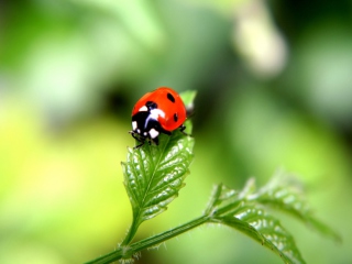 Screenshot №1 pro téma Ladybug 320x240