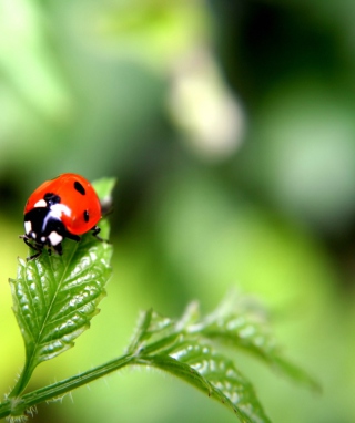Ladybug - Obrázkek zdarma pro Nokia C1-02