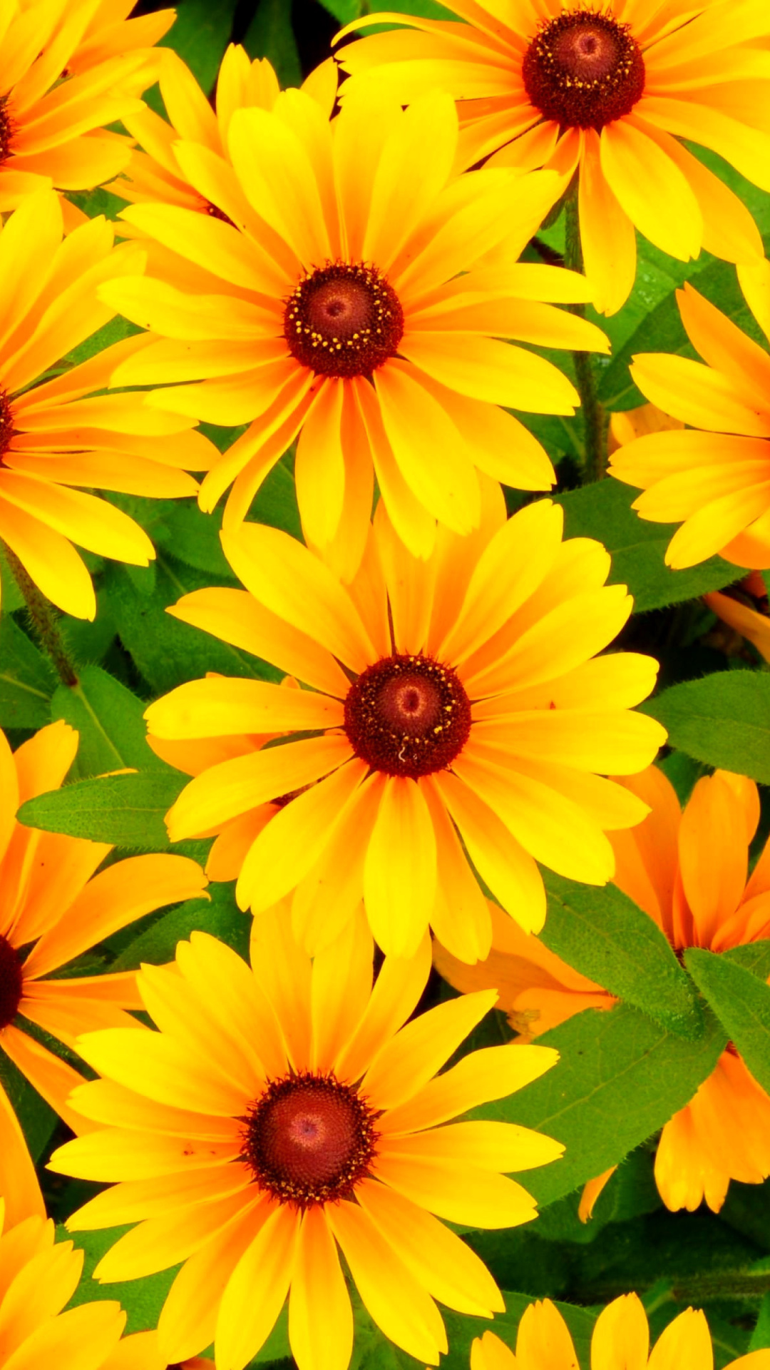 Screenshot №1 pro téma Rudbeckia Yellow Flowers 1080x1920