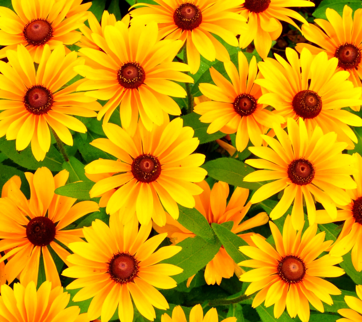 Обои Rudbeckia Yellow Flowers 1440x1280