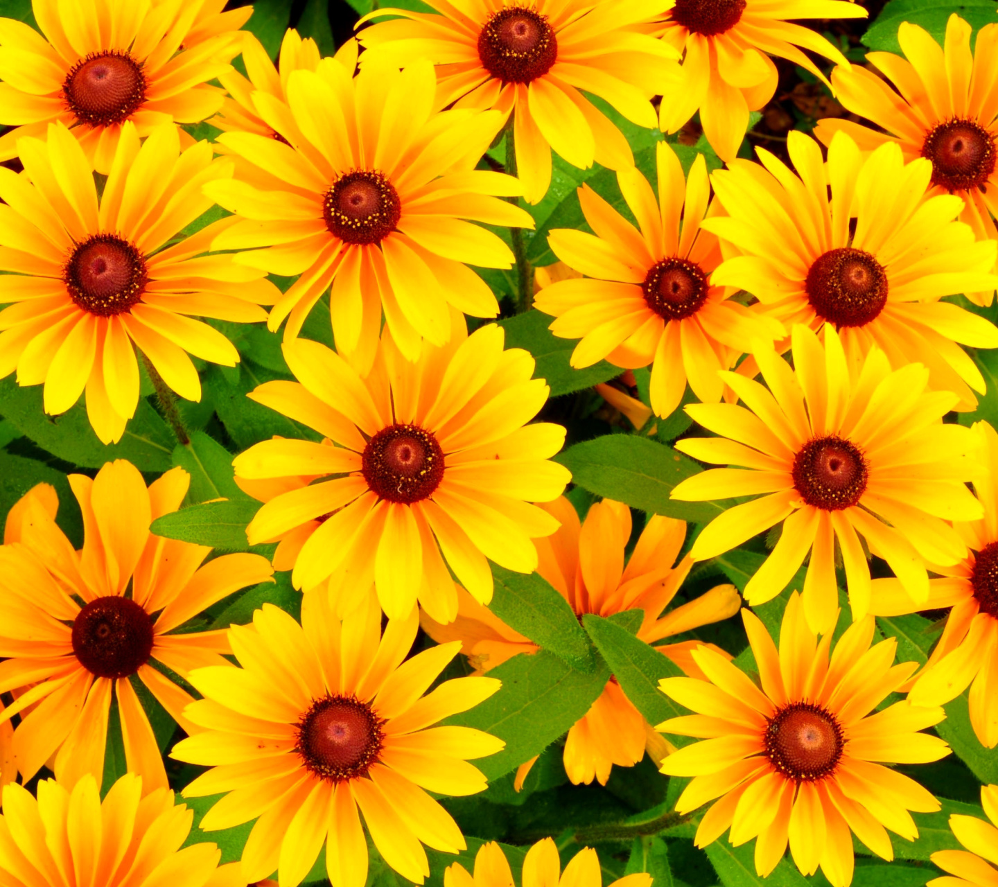 Das Rudbeckia Yellow Flowers Wallpaper 1440x1280