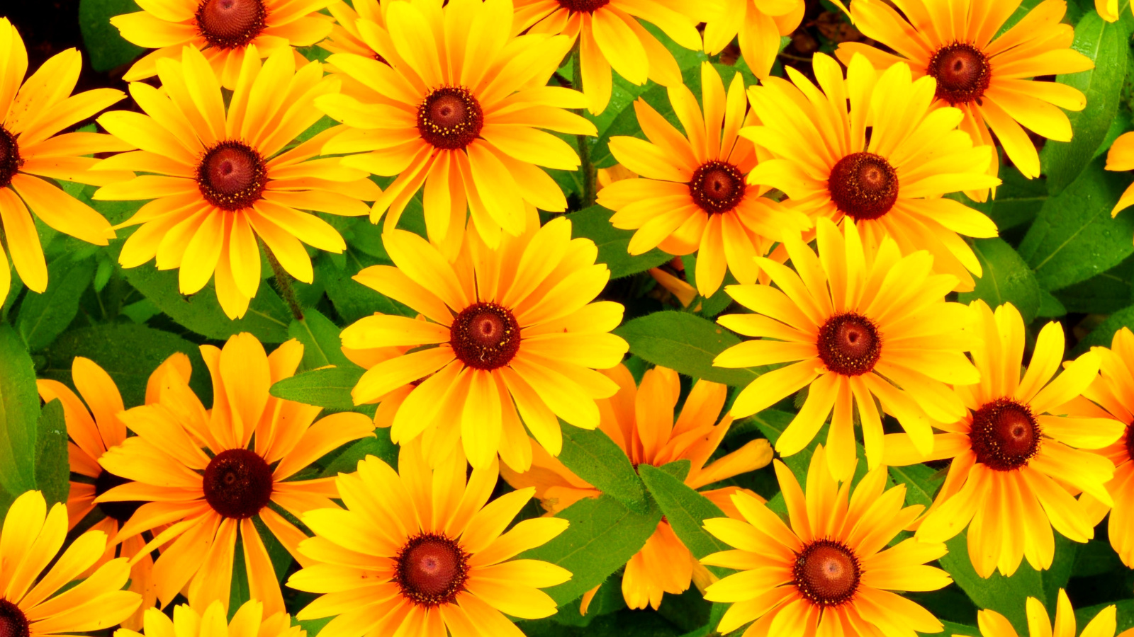 Screenshot №1 pro téma Rudbeckia Yellow Flowers 1600x900