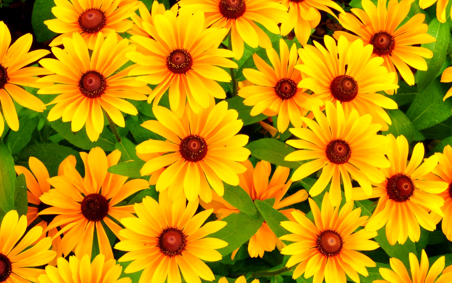 Fondo de pantalla Rudbeckia Yellow Flowers 1920x1200