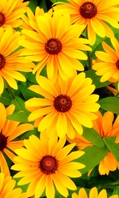 Rudbeckia Yellow Flowers screenshot #1 240x400