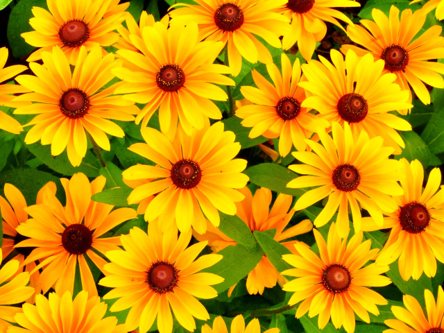 Fondo de pantalla Rudbeckia Yellow Flowers 640x480