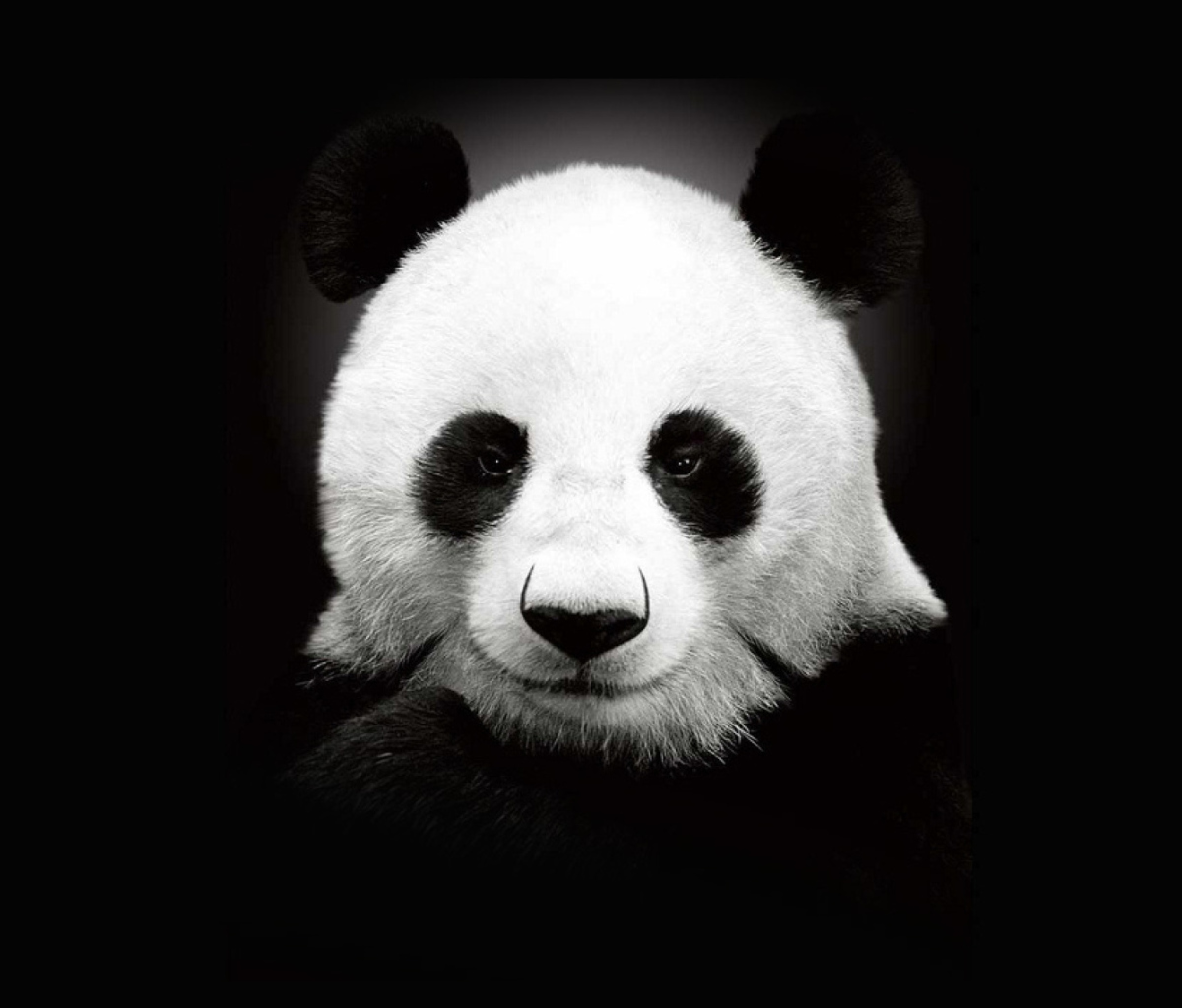 Fondo de pantalla Panda In The Dark 1200x1024