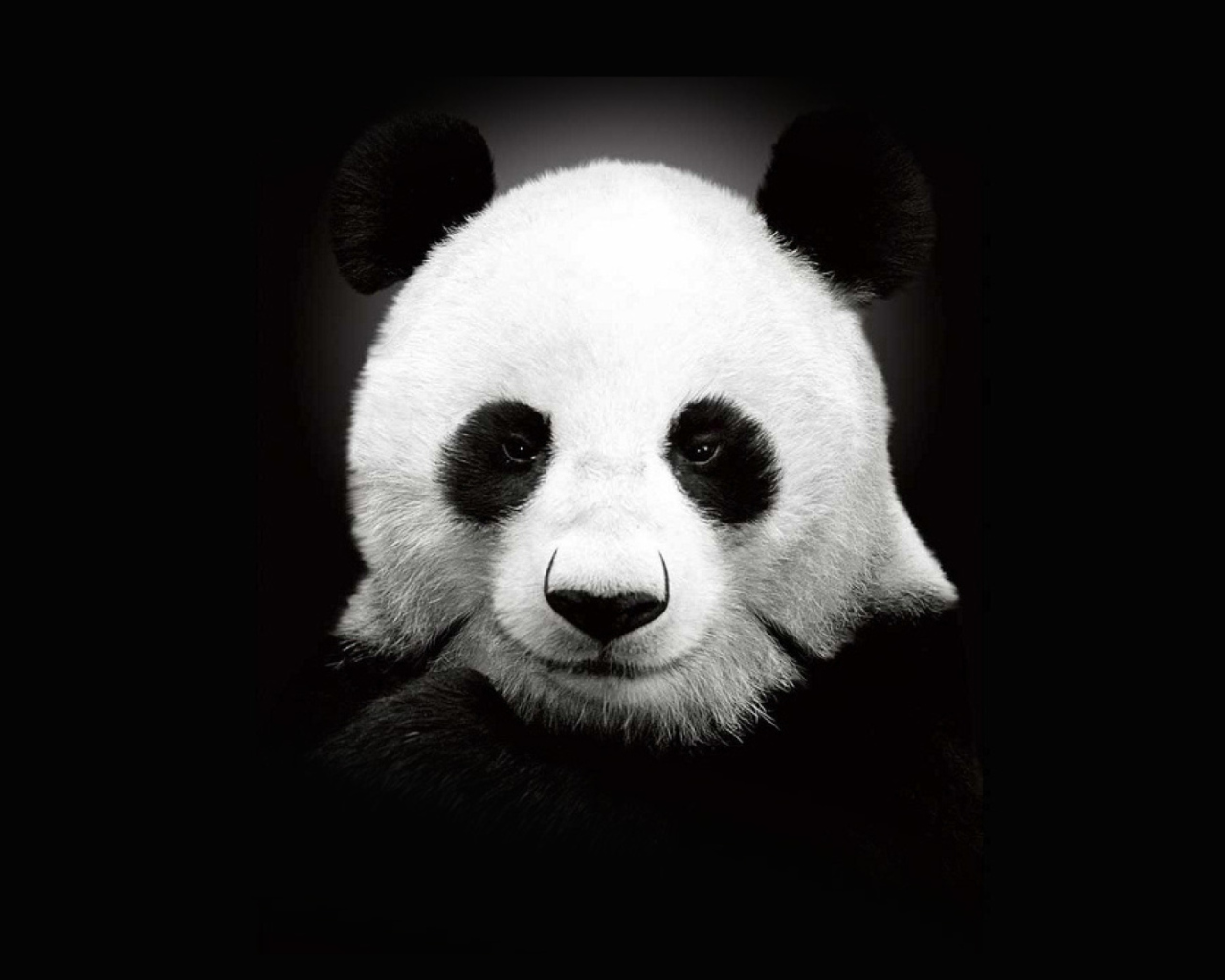 Screenshot №1 pro téma Panda In The Dark 1280x1024