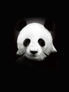 Fondo de pantalla Panda In The Dark 240x320