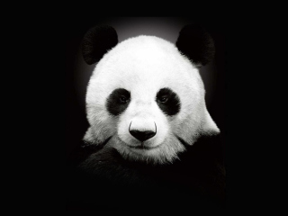 Panda In The Dark wallpaper 320x240