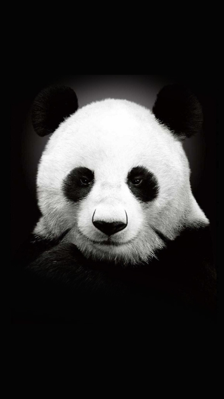 Screenshot №1 pro téma Panda In The Dark 750x1334
