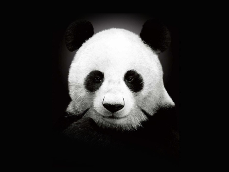Fondo de pantalla Panda In The Dark 800x600
