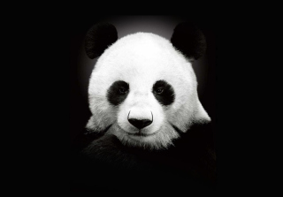 Panda In The Dark - Obrázkek zdarma pro 1280x1024