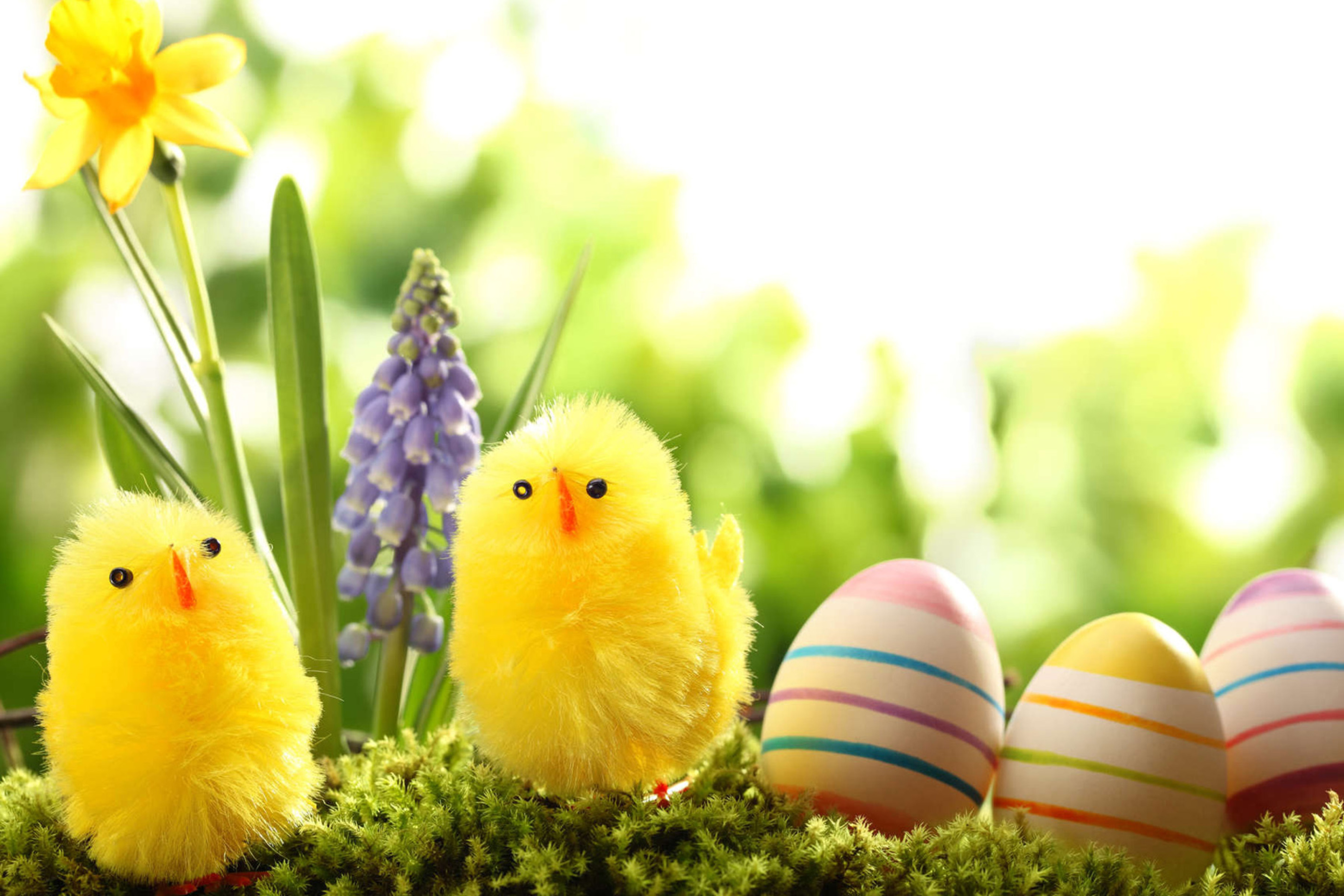 Easter Eggs and Hen screenshot #1 2880x1920