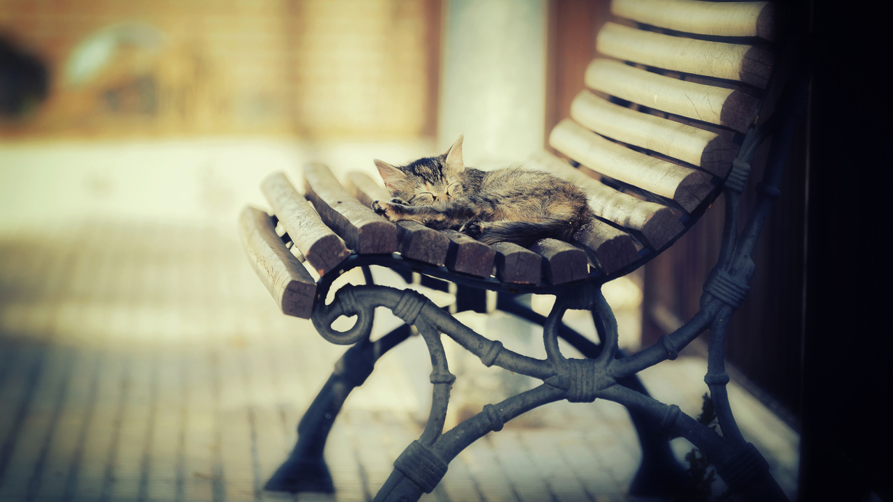 Sfondi Cat Sleeping On Bench 1280x720