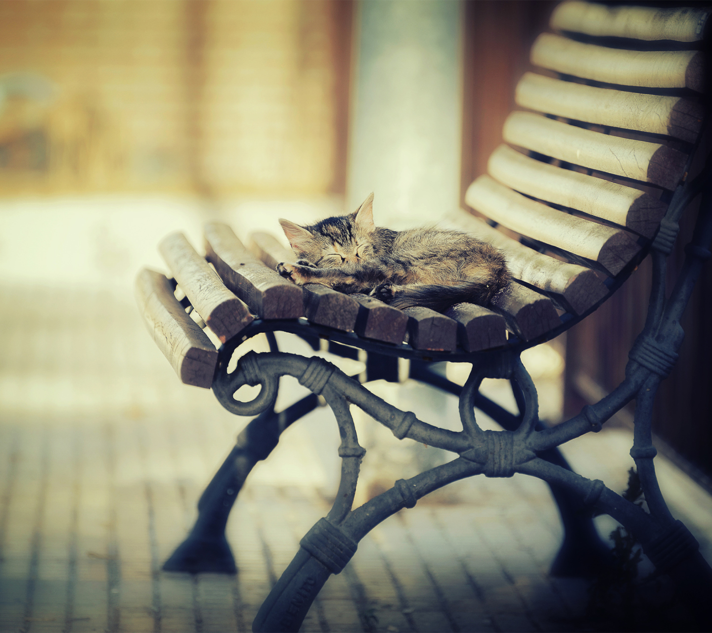 Обои Cat Sleeping On Bench 1440x1280