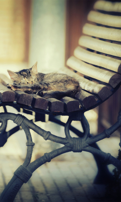 Screenshot №1 pro téma Cat Sleeping On Bench 240x400