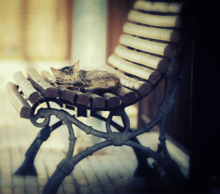 Cat Sleeping On Bench - Obrázkek zdarma pro iPad