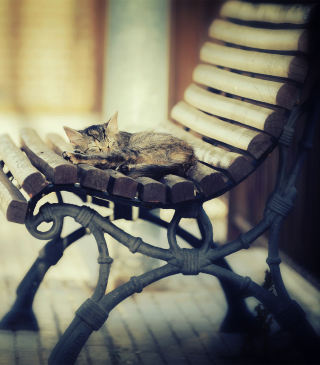 Cat Sleeping On Bench - Obrázkek zdarma pro iPhone 5S