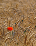 Screenshot №1 pro téma Red Poppy In Wheat Field 128x160
